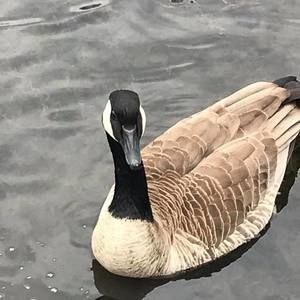 Meet your Posher, Tom